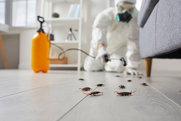 Commercial Rodent Management in Windermere